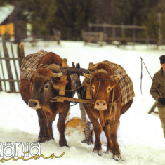 Carte postala Bucovina SV147 Campulung Moldovenesc -De la padure, cu boii