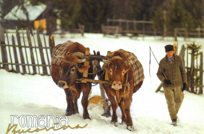 Carte postala Bucovina SV147 Campulung Moldovenesc -De la padure, cu boii