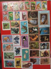 MAIMUȚE - SERII ȘTAMPILATE (2 FOTO)