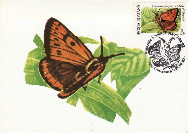 C4084 - Romania 1991 - Fluturi carte postala maxima