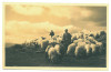 1581 - SIBIU, Mountain Cibin, Shepherd - old postcard, real Photo - unused -1937, Necirculata, Printata