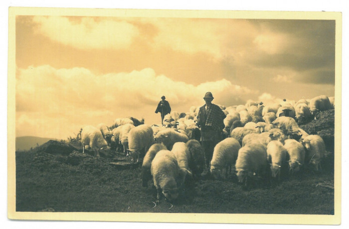 1581 - SIBIU, Mountain Cibin, Shepherd - old postcard, real Photo - unused -1937