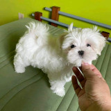 Catei bichon maltez