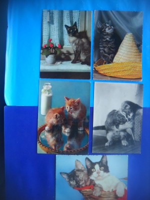 HOPCT LOT NR 1047 PISICI --5 CARTI POSTALE-CIRCULATE foto