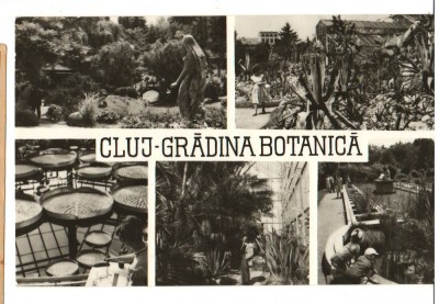 CPIB 17513 CARTE POSTALA - CLUJ. GRADINA BOTANICA. MOZAIC foto