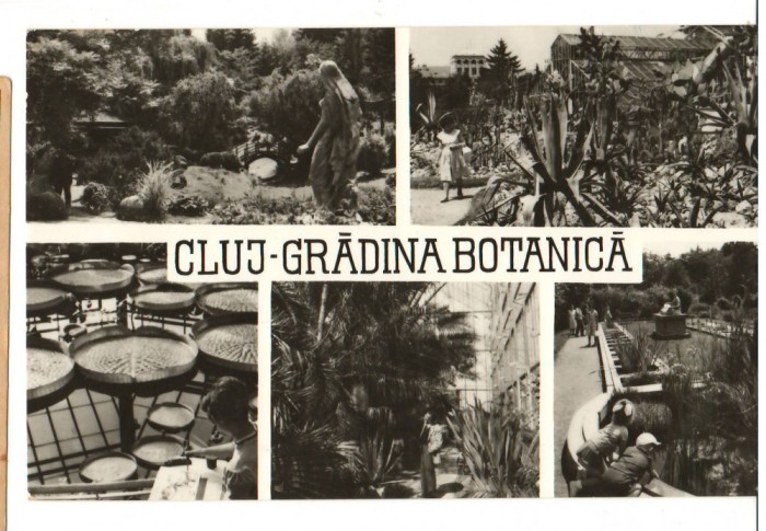 CPIB 17513 CARTE POSTALA - CLUJ. GRADINA BOTANICA. MOZAIC