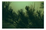 Tablou Canvas Ramurile unui pin &icirc;n ceață misterioasă Natură Verde Siluetă, 39 x 26 cm, CMCLASS