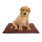 Covoras pentru animale super absorbant, Clean Pooch Mat