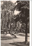 CPIB 16883 CARTE POSTALA - BACAU. VEDERE DIN PARC, RPR, Circulata, Fotografie