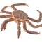 Figurina Crab Regal pictata manual XL Collecta