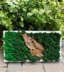 Tablou Scoarta cu licheni naturali, 42x22 cm foto