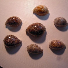 LOT de 7 cochilii marine deosebite naturale de melci exotici, stare foarte buna
