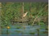 CPI B14172 CARTE POSTALA - DELTA DUNARII. STARC DE NOAPTE, Necirculata, Fotografie