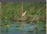 CPI B14172 CARTE POSTALA - DELTA DUNARII. STARC DE NOAPTE, Necirculata, Fotografie