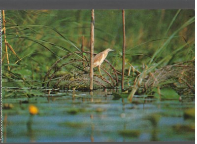 CPI B14172 CARTE POSTALA - DELTA DUNARII. STARC DE NOAPTE foto