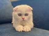 Pisoi cu ochi albaștri, Scottish Fold, cu Pedigree, Carnet de Sanatate