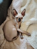 Pisici rasa sphinx