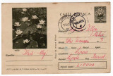 Carte postala RPR NUFERI CDA 562 /VI.1964 EXEMPLARE 58500 BUC FLORA, Circulata, Printata