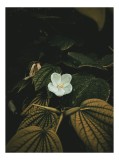 Tablou Canvas, "Floare albă ascunsă &icirc;n umbră", Flori, Frunze, Umbre, Lumină, Natură, Contrast, Textură, Senzualitate, 26 x 39 cm, CMCLASS