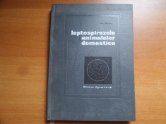 Leptospirozele animalelor domestice &amp;amp;#8211; Ion Bercea foto