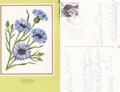 Ilustrata Suedia-Felicitare flori foto