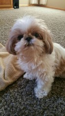 Shih tzu foto
