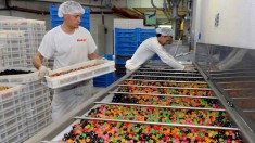 munca in strainatate- fabrica de jeleuri Germania