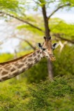 Tablou Canvas, "Gingășia girafei &icirc;n savană verde", Giraffe, Trees, Leaves, Nature, Spots, Safari, Wildlife, Greenery, 26 x 39 cm, CMCLASS
