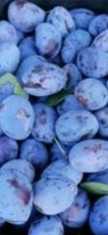 Prune(perje) soiul Vinete rom&amp;acirc;nești și coadese foto