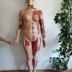 Manechin anatomie vechi anii 70-80 Romania corp uman femeie marime naturala