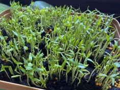 Rasaduri sparanghel verde foto