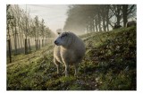 Tablou Canvas, "Oaia &icirc;n peisajul dimineții de toamnă", Oi, Pășune, Dimineață, Ceață, Pomii, Natură, Lumină, Verdeață, Toamnă, Frunze., 39 x 26 cm, CMC