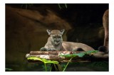 Tablou Canvas, "Puma odihnindu-se pe trunchi de copac", Pumă, St&acirc;nd, Odihnă, Trunchi, Vegetație, Natură, Felină, Blană, Frunze, Umbră, 39 x 26 cm, CMC