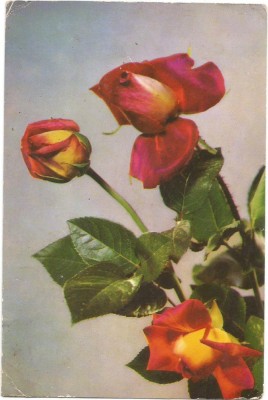 carte postala-TRANDAFIRI foto