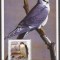 GUINEE 2002 FAUNA PASARI ( colita dantelata ) MNH
