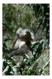 Tablou Canvas, "Koala printre frunzele de eucalipt", Koala, Copac, Frunze, Soare, Eucalipt, Blană, Verde, Natură, Pioșenie, 26 x 39 cm, CMCLASS
