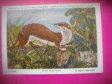 HOPCT 6241 MUSTELA NIVALIS -MUSTELIDE -FAUNA EUROPA-CP CHROMO LITHO -MUZEUL REGAL STIINTE NATURALE BELGIA-NECIRCULATA, Printata