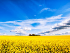 Fototapet Padure in lan de rapita, 250 x 200 cm foto