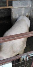 porc de craciun foto