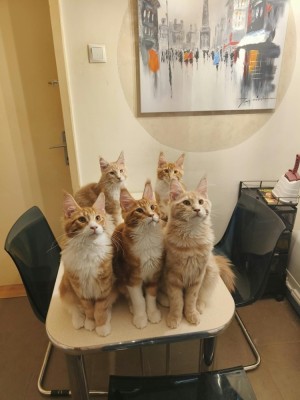 Pisica main coon foto