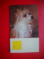HOPCT 9112 CATEL -FELICITARE CRACIUN/ ANUL NOU LILIPUT -1 FILA -CIRCULATA foto