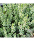 SEDUM REFLEXUM - IARBA DE SOLDINA - ghiveci, Oem