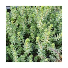 SEDUM REFLEXUM - IARBA DE SOLDINA - ghiveci