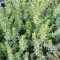 SEDUM REFLEXUM - IARBA DE SOLDINA - ghiveci