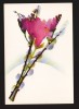 CPIB 19870 CARTE POSTALA - FREZII, FLORI, NECIRCULATA