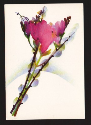 CPIB 19870 CARTE POSTALA - FREZII, FLORI, NECIRCULATA foto