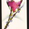 CPIB 19870 CARTE POSTALA - FREZII, FLORI, NECIRCULATA