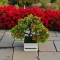 Copăcel decorativ artificial 25 cm cu flori portocalii