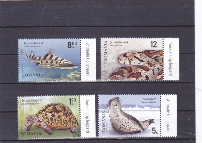 ROMANIA 2020 - ANIMALE DE TIP LEOPARD, MNH - LP 2290 CU TABS