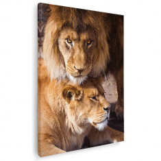 Tablou leu cu leoaica Tablou canvas pe panza CU RAMA 40x60 cm